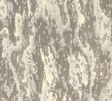Woocle Grey 18.36